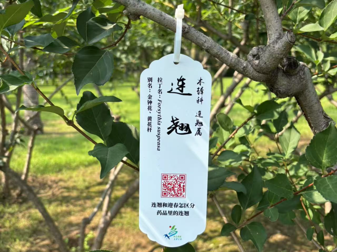 连翘.jpg