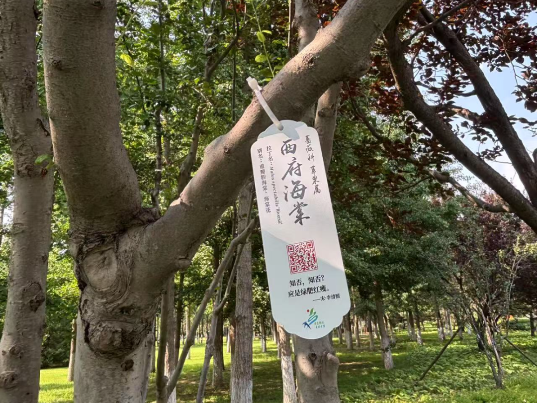 西府海棠.jpg